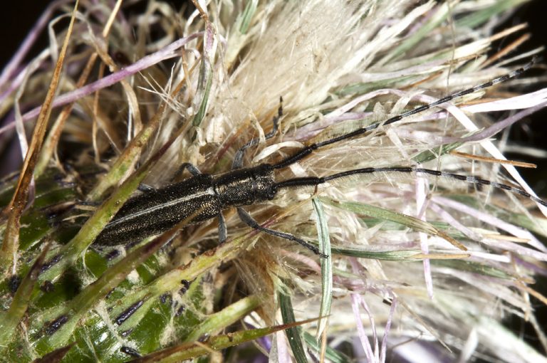 Agapanthia cardui-suturalis - Escarabajo longicorne