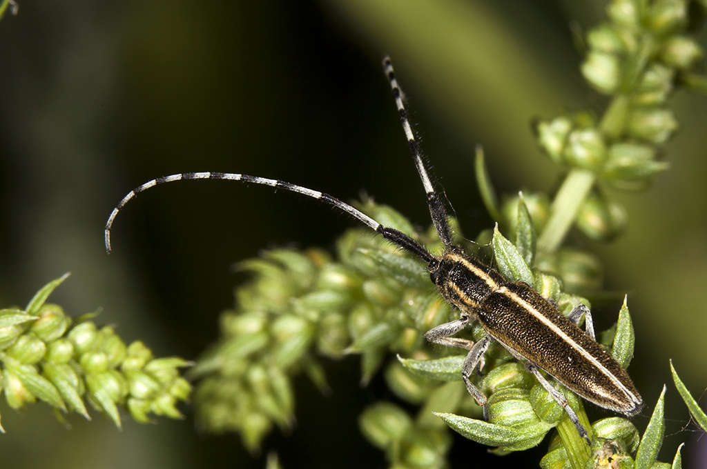 Agapanthia cardui-suturalis - Escarabajo longicorne