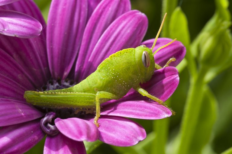 Anacridium aegyptium - Langosta egipcia