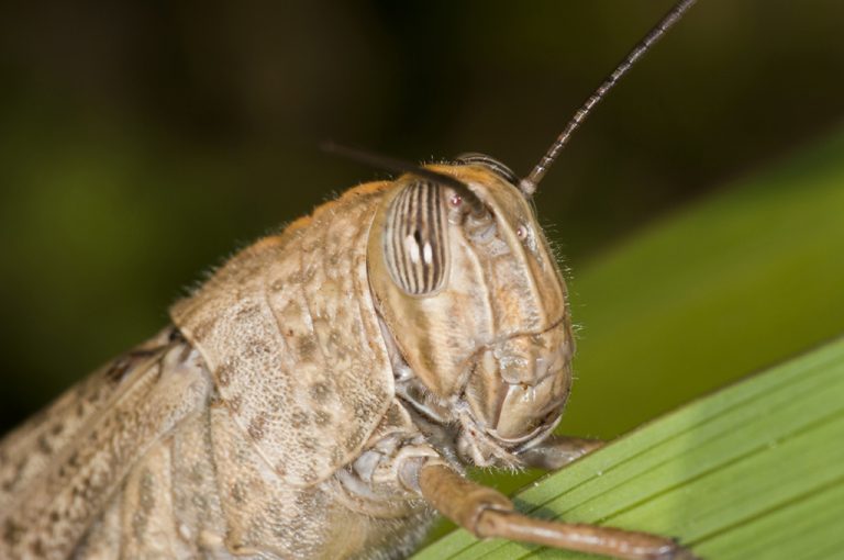 Anacridium aegyptium - Langosta egipcia