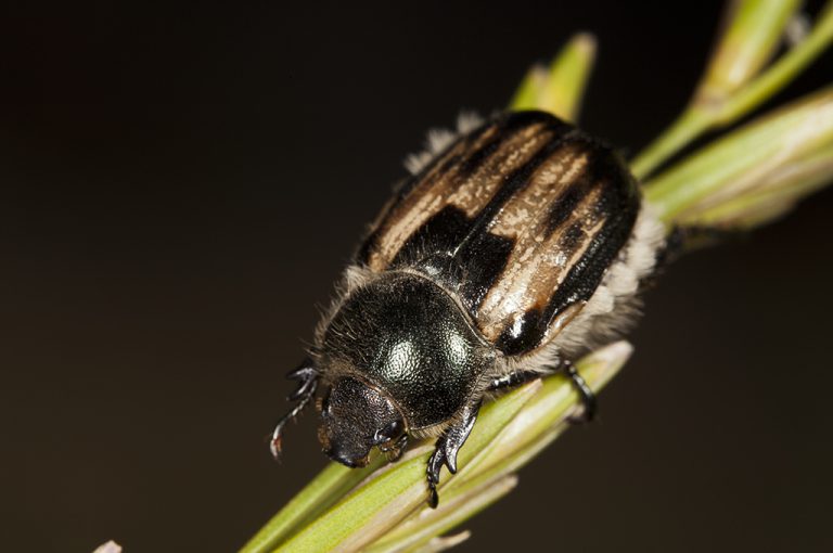 Anisoplia villosa - Escarabajo velludo