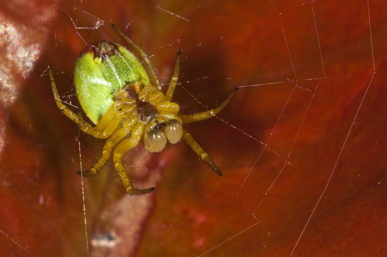 Araniella cucurbitina - Araña verde común