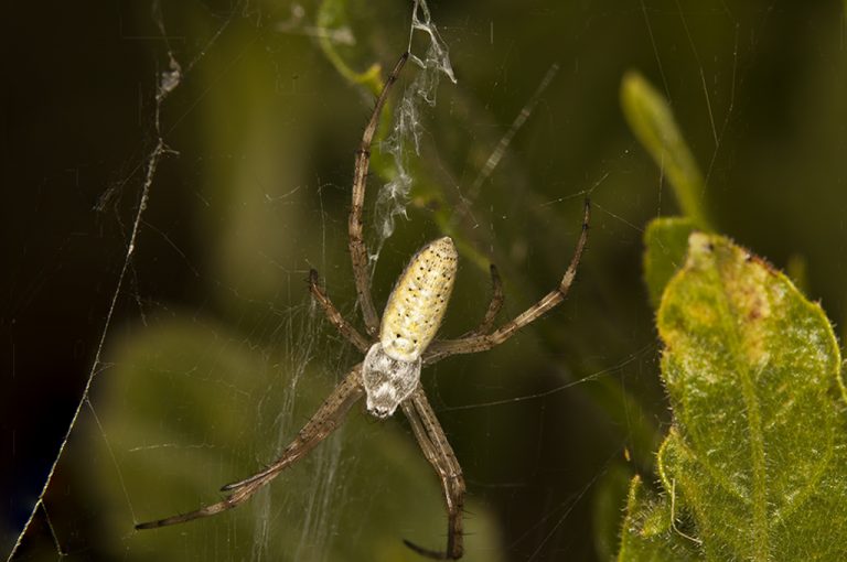 Argiope bruennichi - Araña tigre