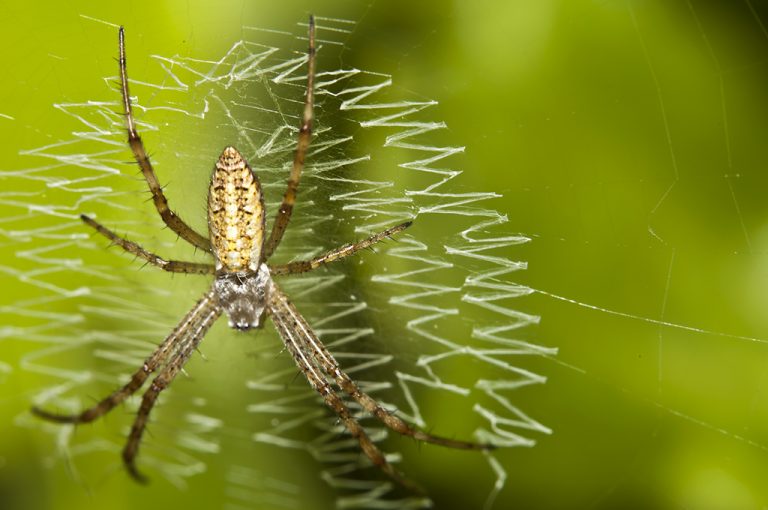 Argiope bruennichi - Araña tigre