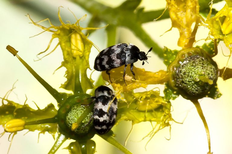 Attagenus trifasciatus - Escarabajo alfombra