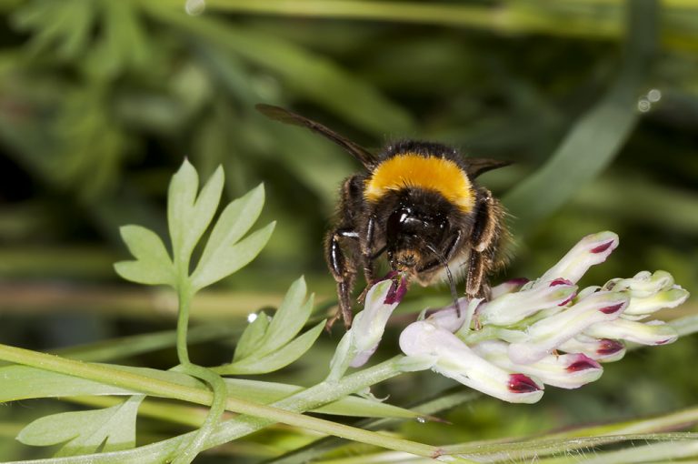 Bombus terrestris lusitanicus - Abejorro común