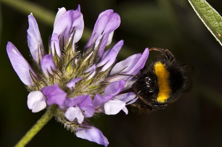 Bombus terrestris lusitanicus - Abejorro común