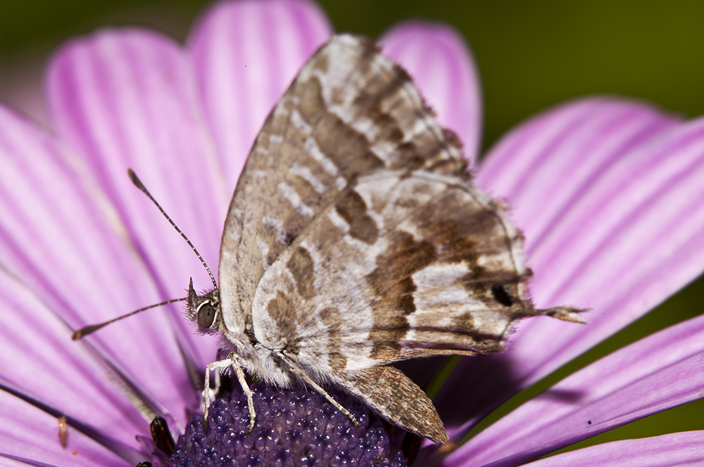 Cacyreus marshalli - Mariposa del geranio