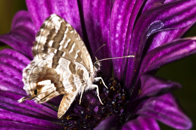 Cacyreus marshalli - Mariposa del geranio