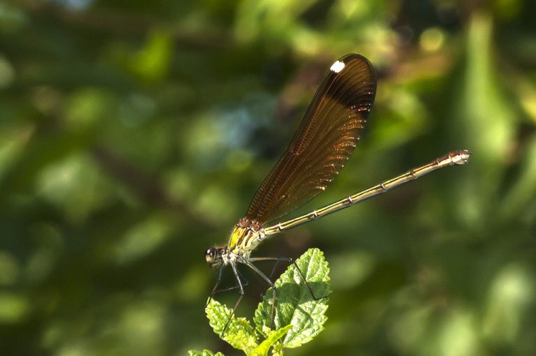 Calopteryx haemorrhoidalis - Libelula negra