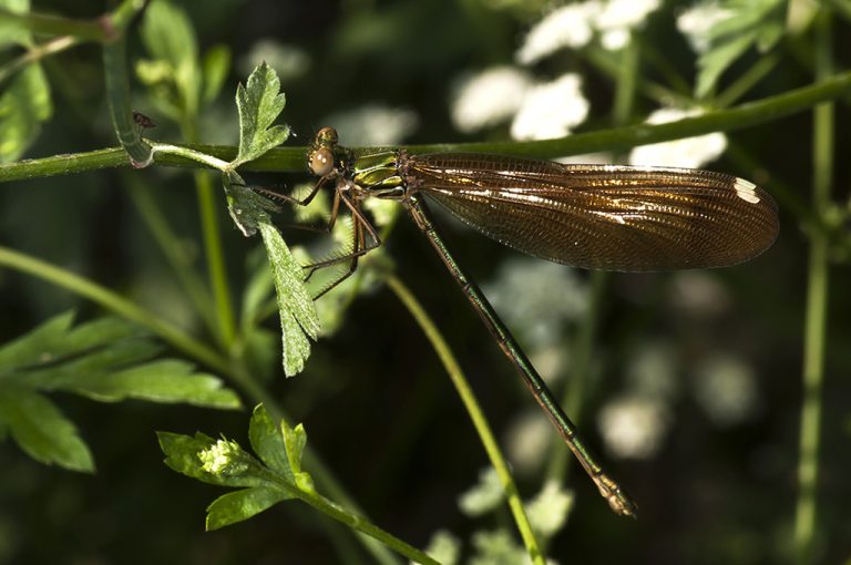 Calopteryx haemorrhoidalis - Libelula negra