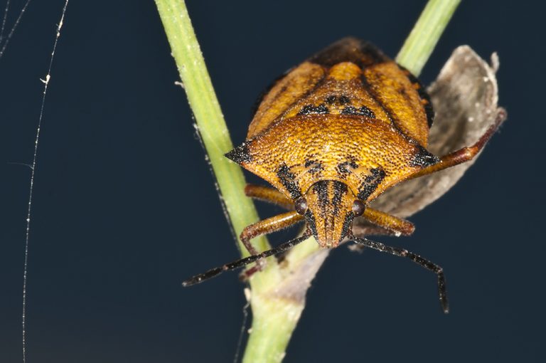 Carpocoris fuscispinus - Chinche escudo