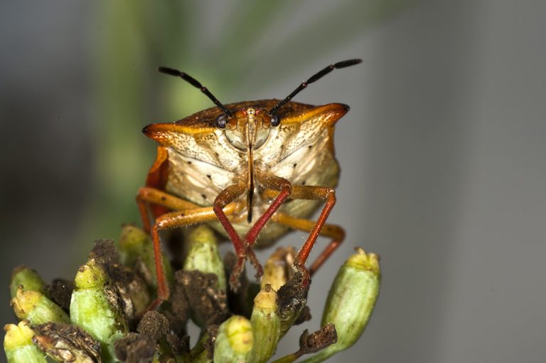 Carpocoris fuscispinus - Chinche escudo