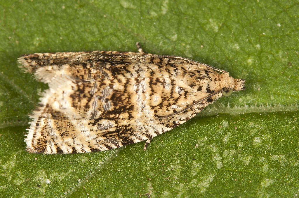 Celypha lacunana - Marmol común