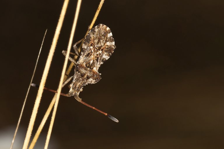 Centrocoris spiniger - Centrocoris