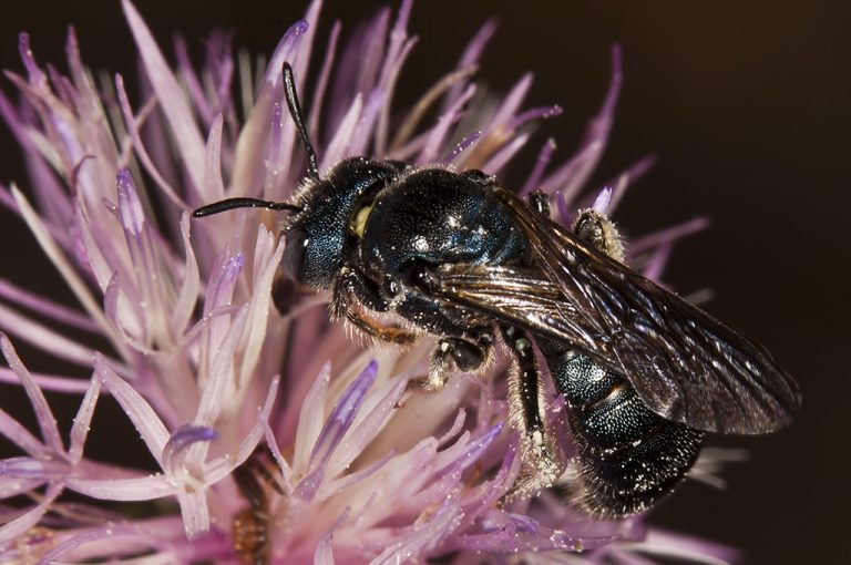 Ceratina cyanea - Abeja azul