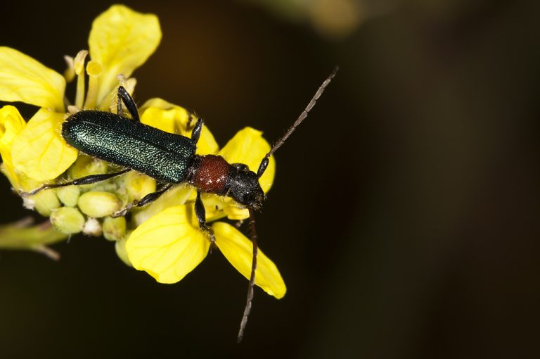 Certallum ebulinum - Escarabajo longicorne