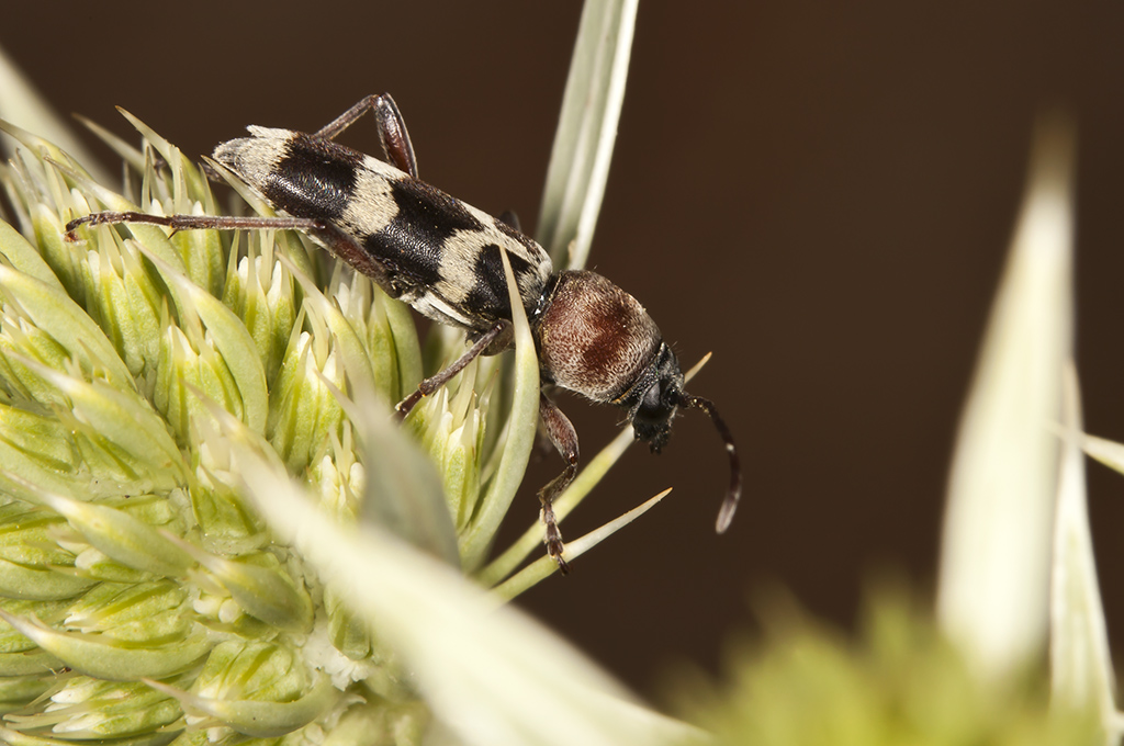 Chlorophorus trifasciatus - Escarabajo longicorne