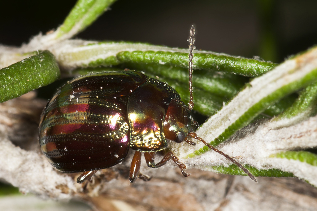 Chrysolina americana - Escarabajo del romero