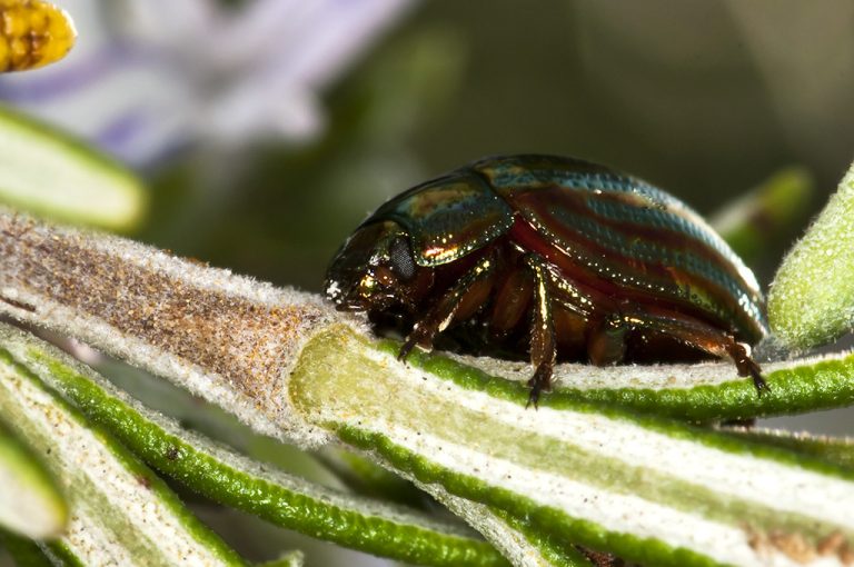 Chrysolina americana - Escarabajo del romero