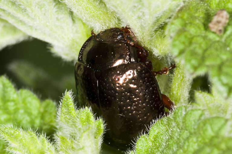Chrysolina bankii - Escarabajo de las hojas
