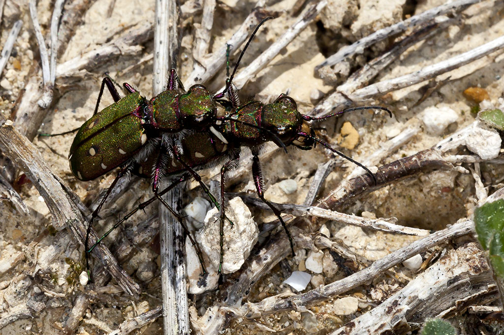 Cicindela maroccana - Escarabajo tigre