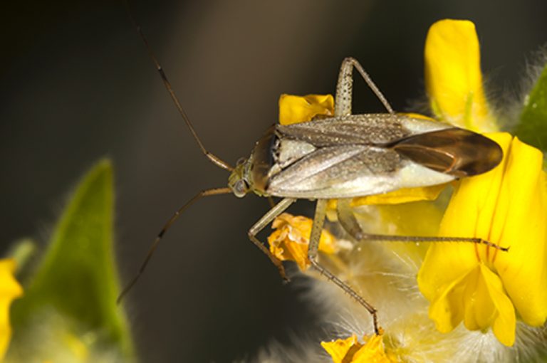 Closterotomus trivialis - Chinche verde