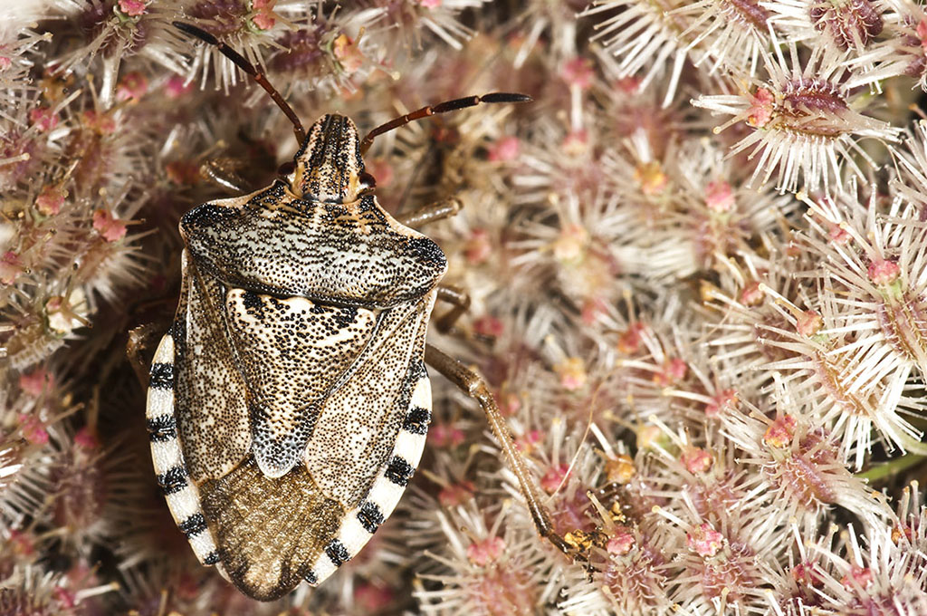 Codophila varia - Chinche escudo