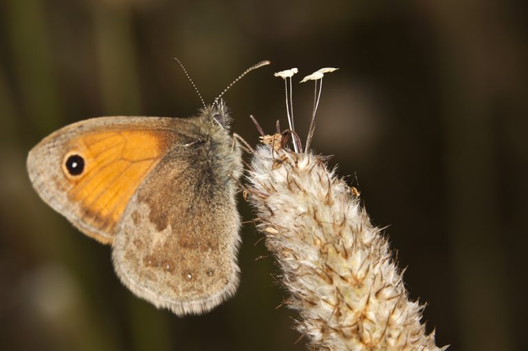 Coenonympha pamphilus - Ninfa de Linneo