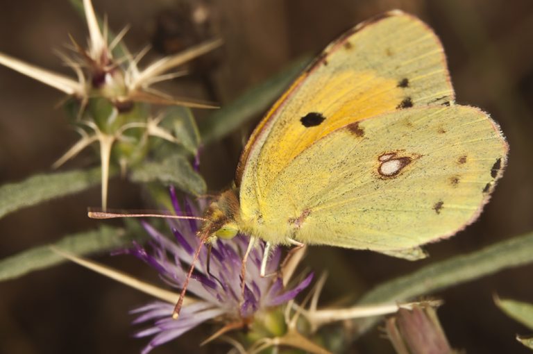 Colias crocea - Colias común