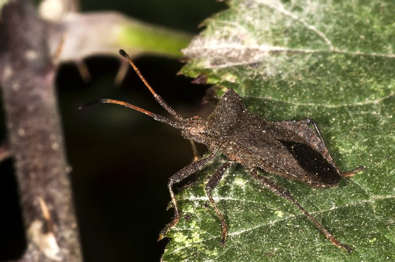 Coreus marginatus - Chinche de las calabazas