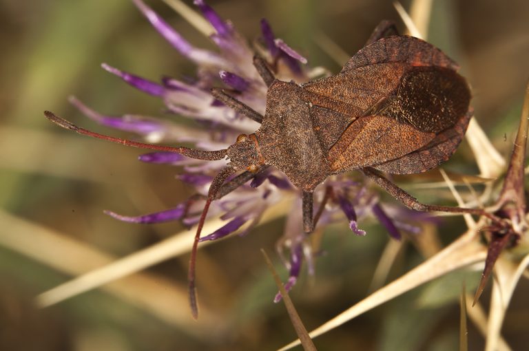 Coreus marginatus - Chinche de las calabazas