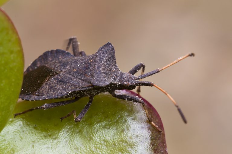 Coreus marginatus - Chinche de las calabazas