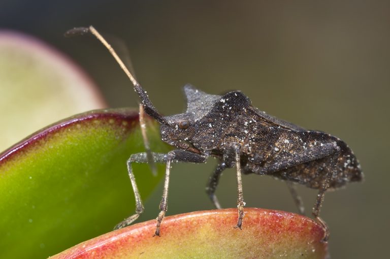 Coreus marginatus - Chinche de las calabazas