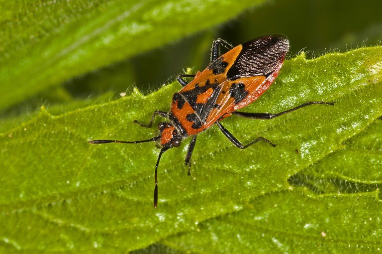 Corizus hyoscyami - Chinche del beleño