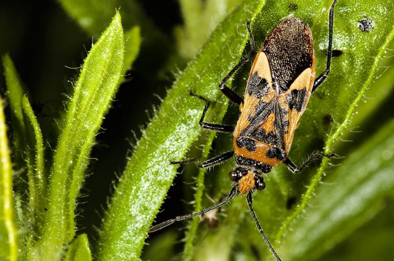 Corizus hyoscyami - Chinche del beleño