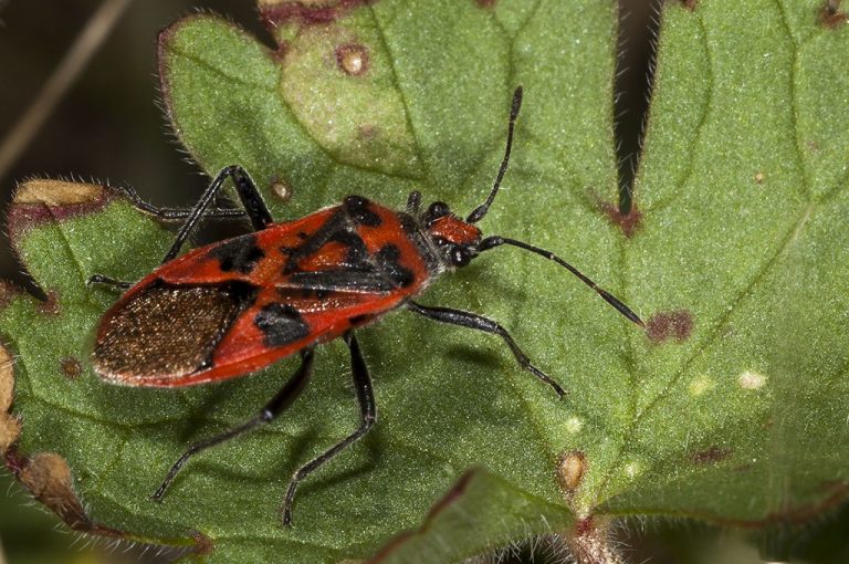 Corizus hyoscyami - Chinche del beleño