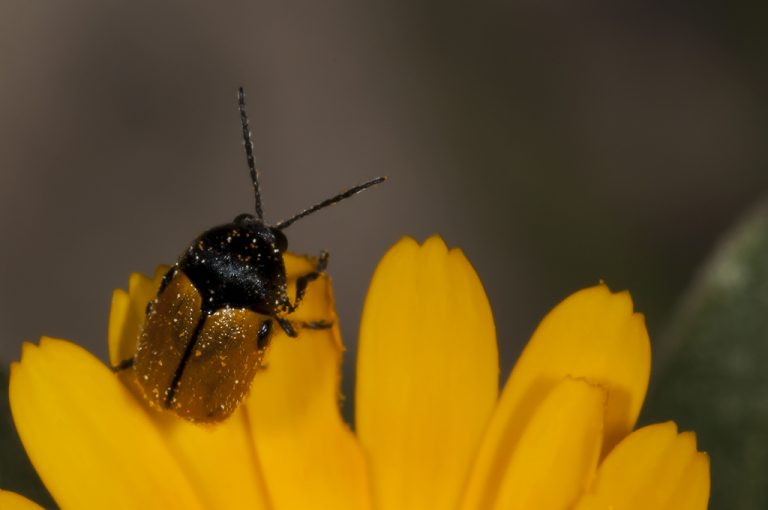 Cryptocephalus rugicollis - Crisomela de cuello rugoso