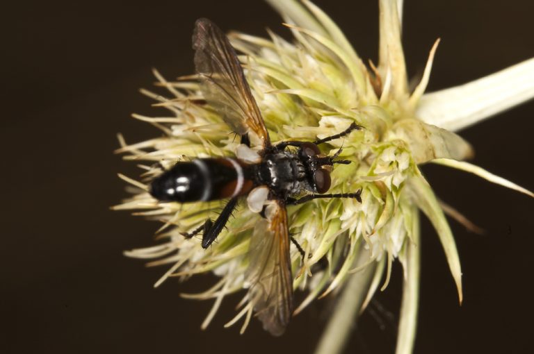 Cylindromyia sp - Mosca taquinida