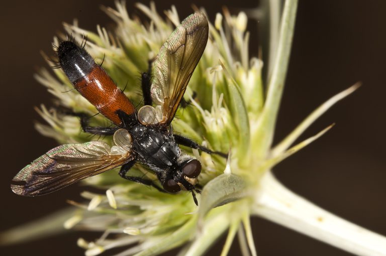 Cylindromyia sp - Mosca taquinida