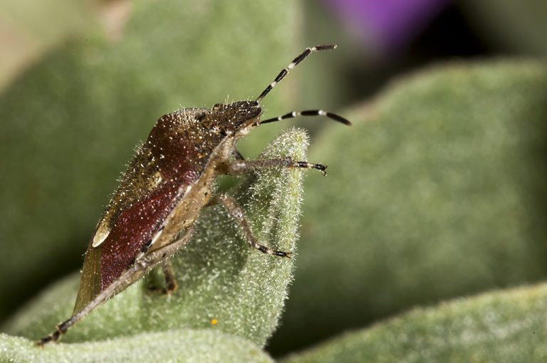 Dolycoris baccarum - Chinche de las fresas