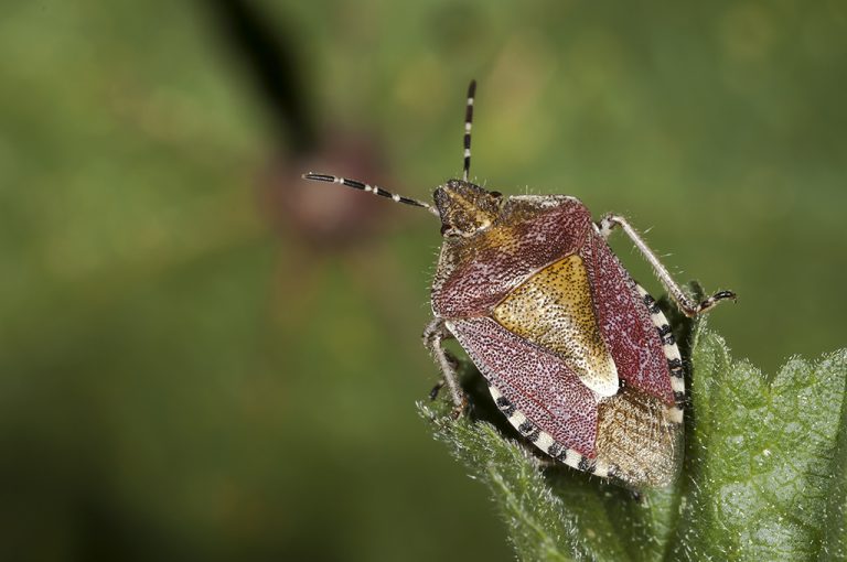 Dolycoris baccarum - Chinche de las fresas