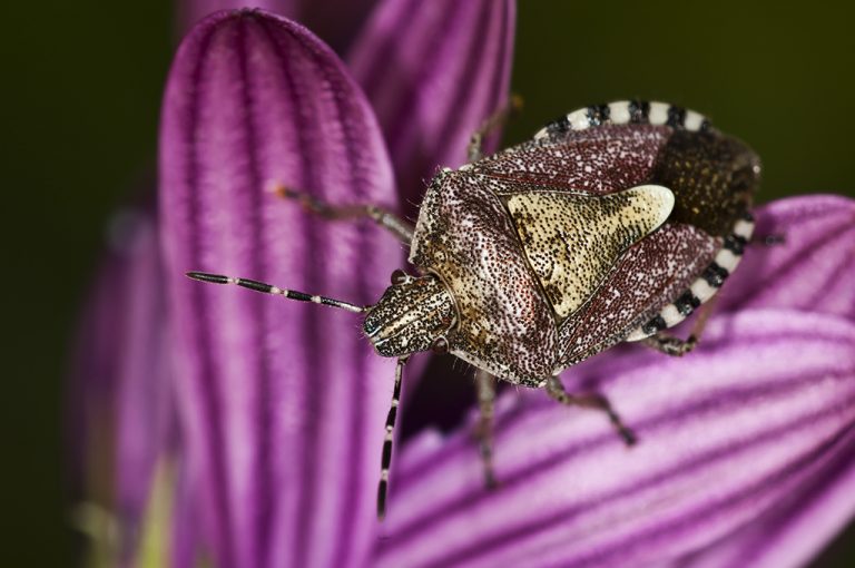 Dolycoris baccarum - Chinche de las fresas