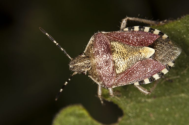 Dolycoris baccarum - Chinche de las fresas