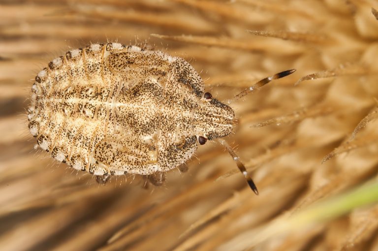 Dolycoris baccarum - Chinche de las fresas