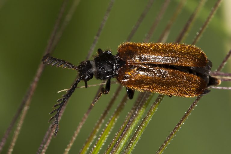 Drilus flavescens - Escarabajo drilido