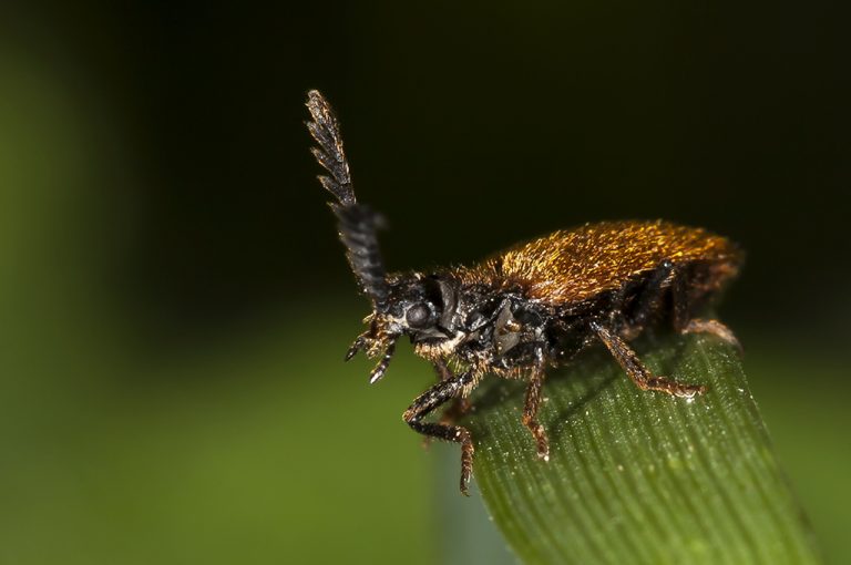 Drilus flavescens - Escarabajo drilido