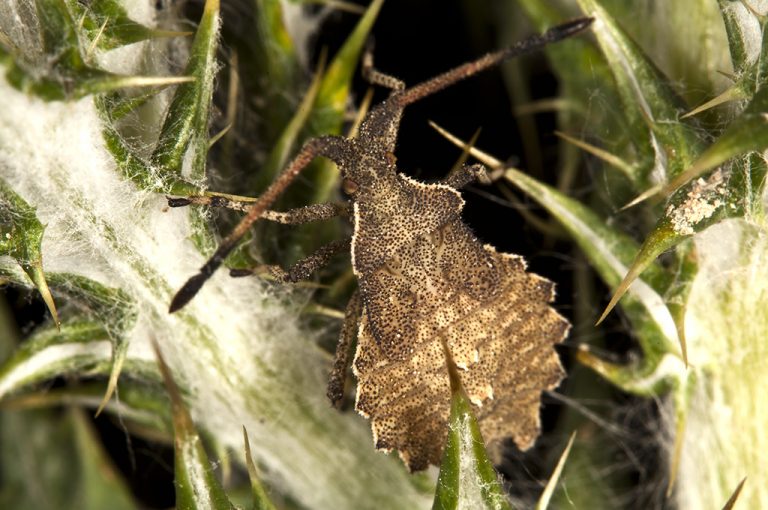 Enoplops scapha - Enoplops scapha