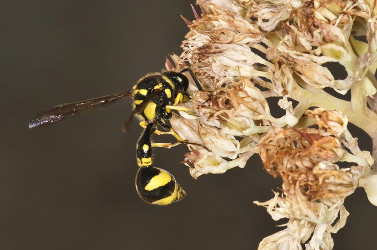 Eumenes mediterraneus - Avispa alfarera