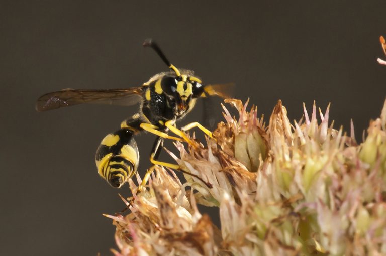 Eumenes mediterraneus - Avispa alfarera